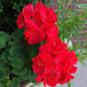 Meet your Posher, Neha